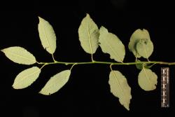 Salix caprea. Lower leaf surfaces.
 Image: D. Glenny © Landcare Research 2020 CC BY 4.0